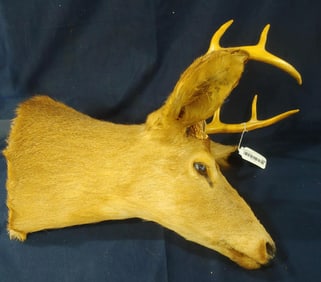 8 Point Stag Mount