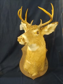 9 Point Buck Mount
