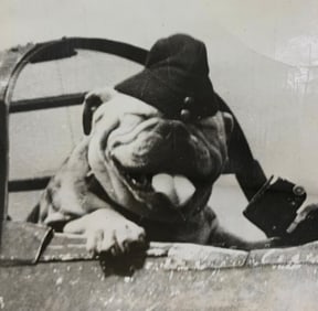 1944 English RAF Bomber Mascot BUTCH the BULLDOG WWII Aviation Machine Gun Photograph