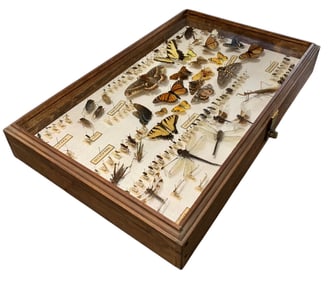 Large Insect, Butterfly, Praying Mantis, Beetle, Dragonfly Taxidermy Specimen Display in Wood Case