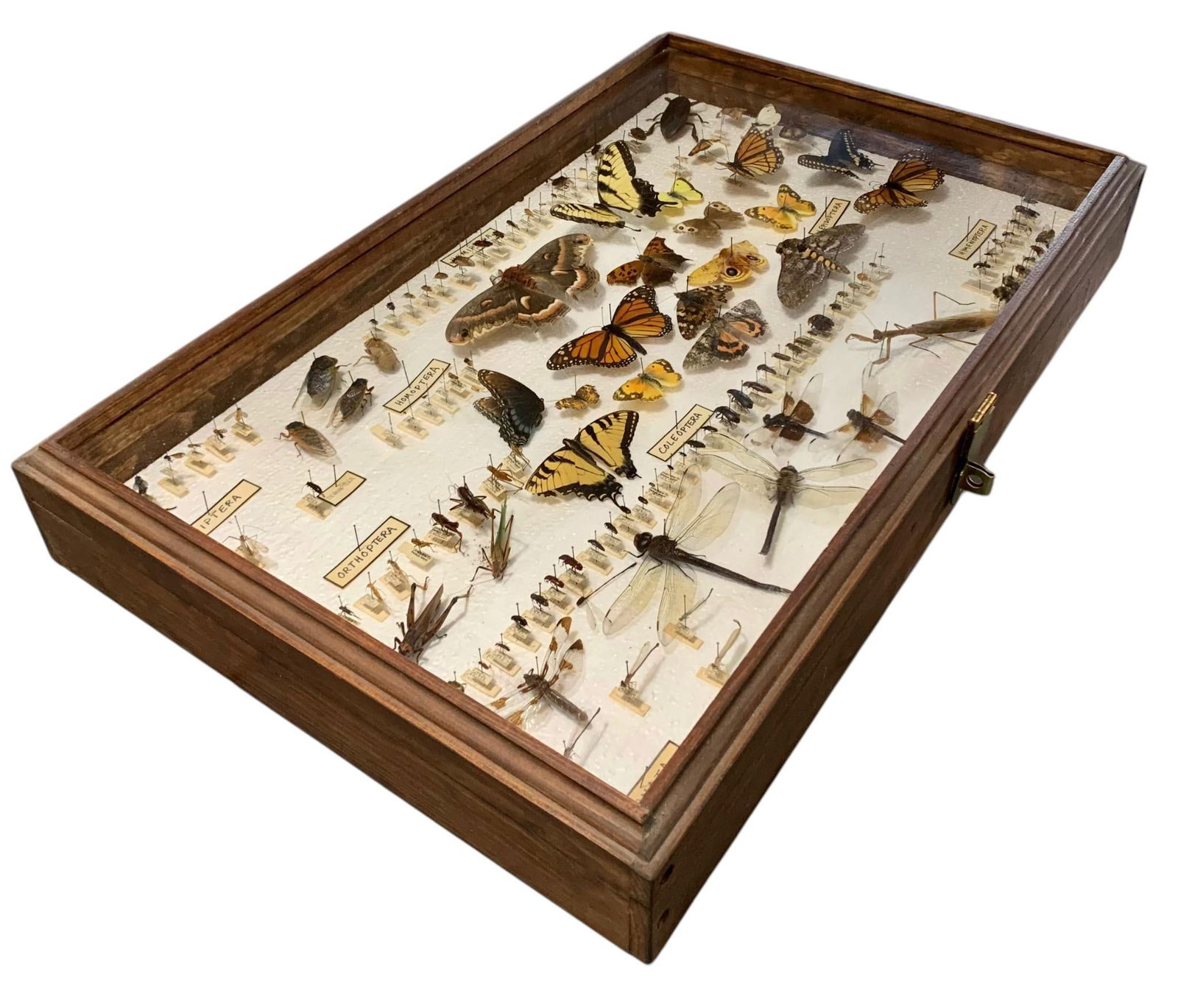 Large Insect, Butterfly, Praying Mantis, Beetle, Dragonfly Taxidermy Specimen Display in Wood Case (1 of 12)