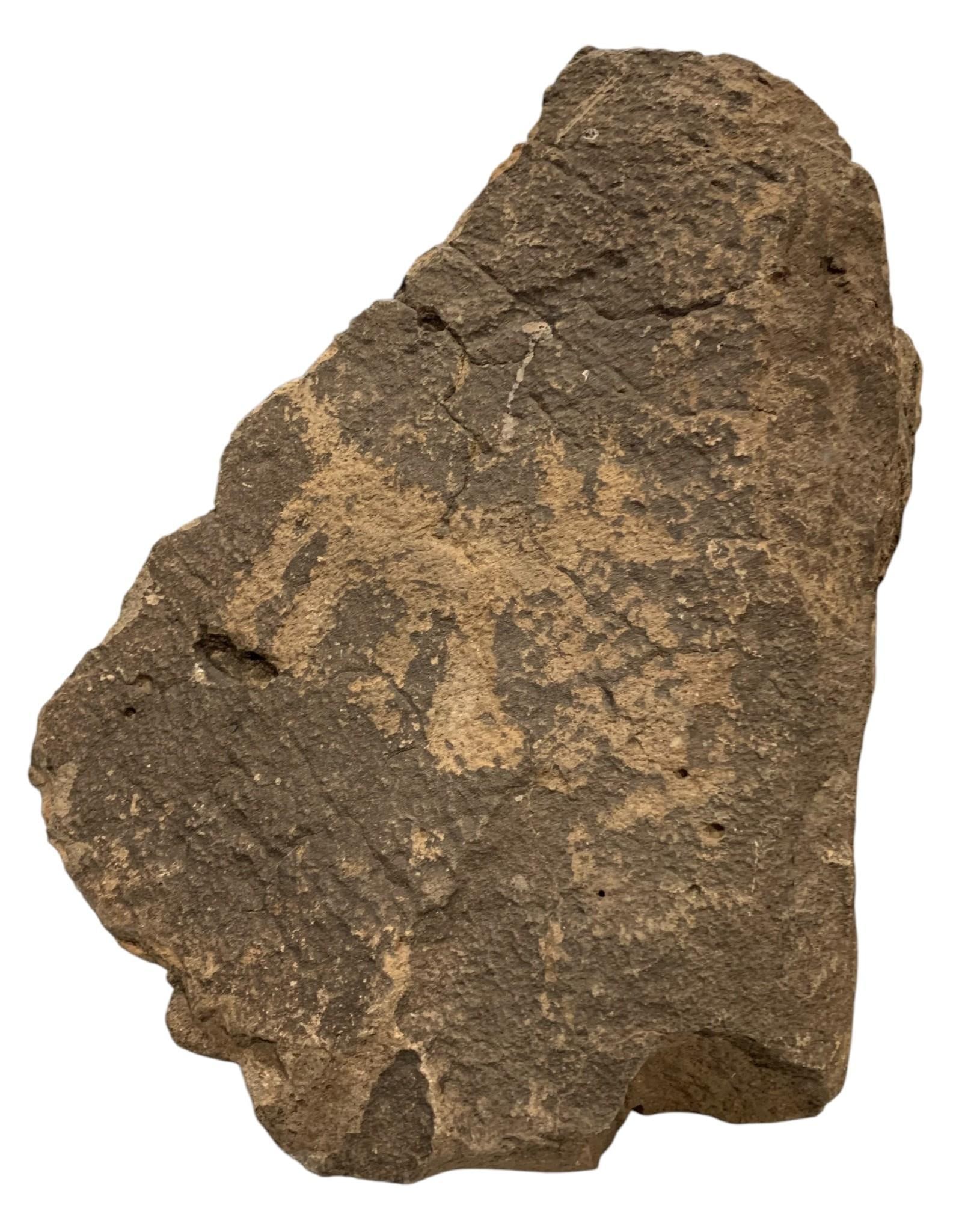 Bloody Basin New River Arizona Coyote Petroglyph Indigenous Rock Carving (1 of 9)