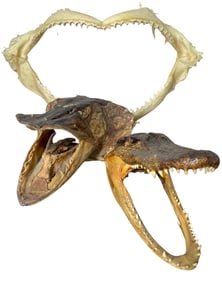 Shark Jaw, Crocodile & Pike Head Oddities Specimen Taxidermy