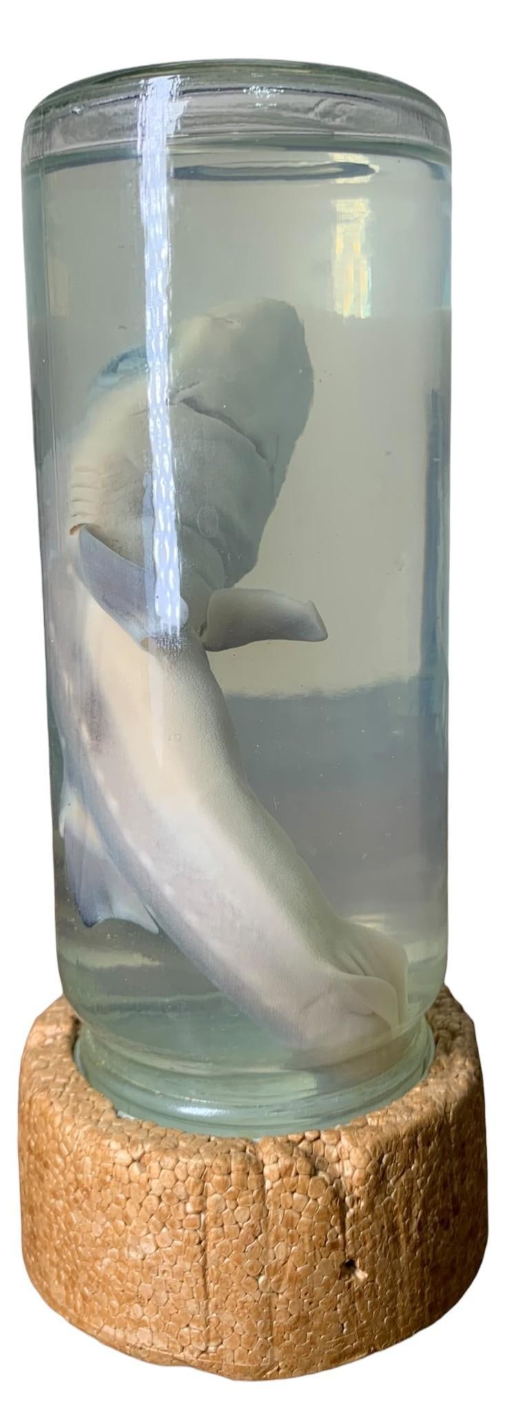 Curiosity Cabinet Wet Specimen Preserved Shark Taxidermy: 7 1/2" x 3 1/2", approximately 12 1/2" shark, foam base, thick walled glass bottle.