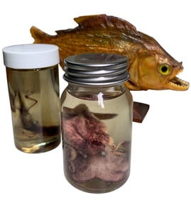 3 pc Taxidermy Piranha Fish, Musky Octopus & Diaphonized Lizard Wet Specimen Curiosities