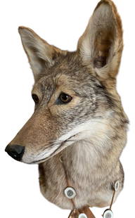 Outstanding Coyote Taxidermy Huntsman Cabin Shoulder Mount on Pyramidal Wood Base: Professionally mounted with exquisite detailing, 21" x 14" x 12", polished antler and rawhide necklace, honey hued wood base with central interior rod to change the direction the Coyote faces on