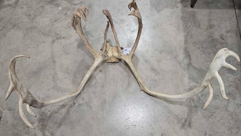 Set of Caribou Antlers