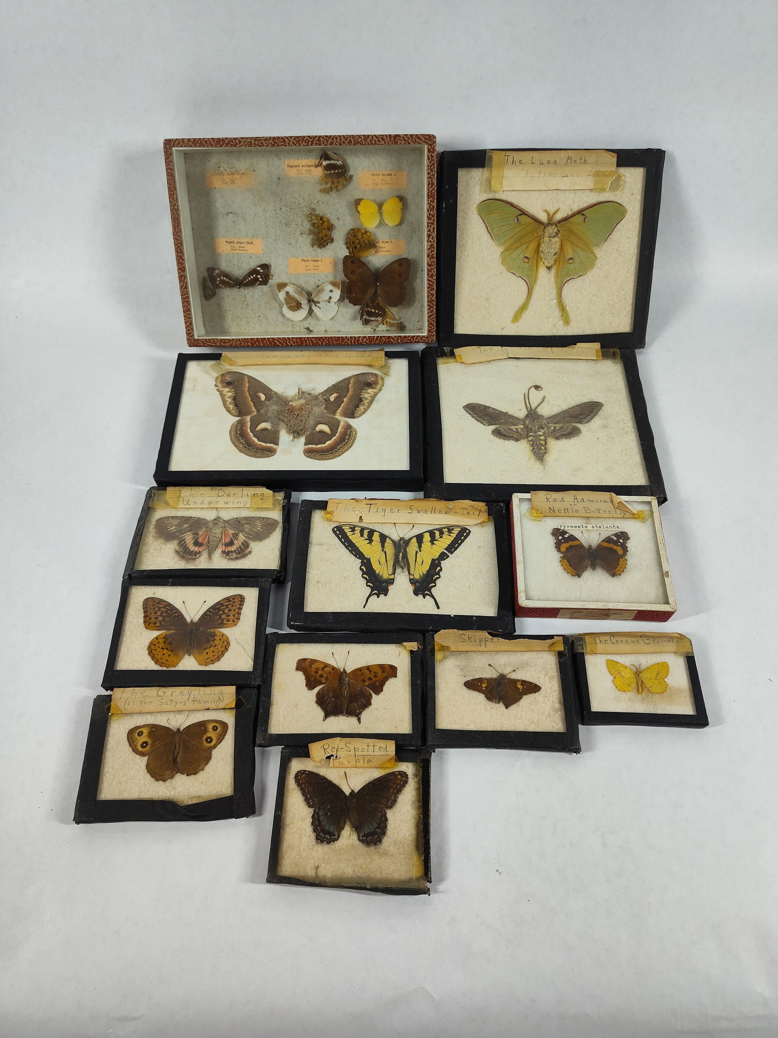 Butterfly & Moth Collection (1 of 5)