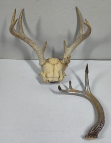 White Tail Shed & Skull Mount