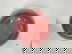 item-208338605=6