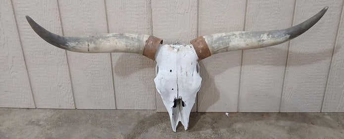 Texas Longhorn Skull