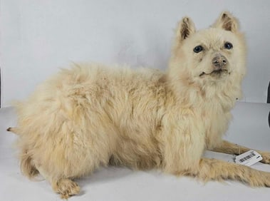 Seated Taxidermy Dog