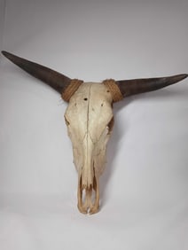 Bull Head/ Cow Skull mount