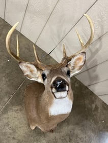 6 Point White Tail Mount