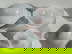 item-210440504=4