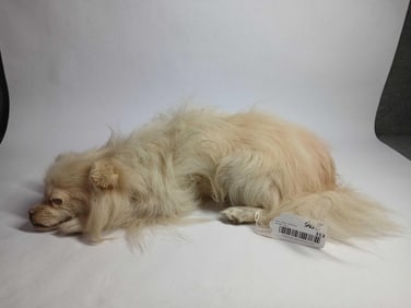 Taxidermy Pomeranian
