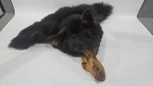 Black Bear Face Hide Mask