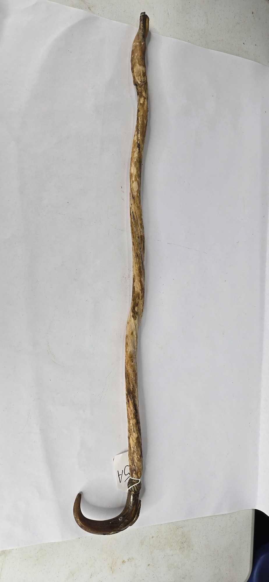 Walking cane made with bull reproductive organs and other natural materials: 36 in long