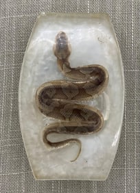 Baby Snake Mid Century Era Preserved Serpent Lucite Belt Buckle