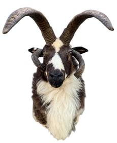 Fantastic Jacob's 4 Horn Sheep Shoulder Taxidermy Huntsman Cabin Mount