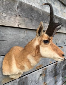 Pronghorn Antelope Huntsman Cabin Taxidermy Wild West Bar Mount