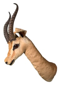 Antique African Thompson's Gazelle Taxidermy Wall Mount