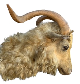 Antique Horned Blonde Angora Goat Huntsman Cabin Hunt Lodge Taxidermy Mount