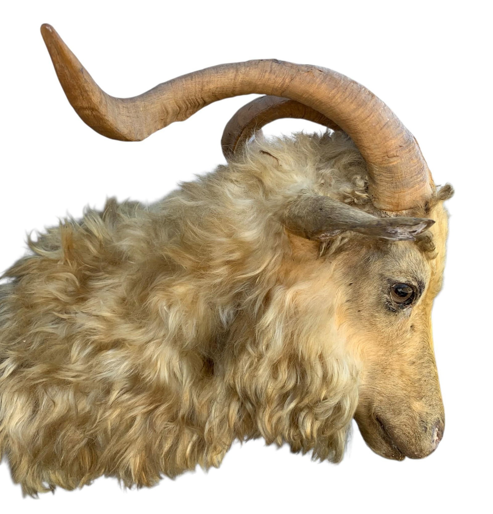 Antique Horned Blonde Angora Goat Huntsman Cabin Hunt Lodge Taxidermy Mount: Early mount with glass eyes, curved horns and curly blonde coat, 22" across the horns, 23" depth, some age and wear to the materials, displays well.