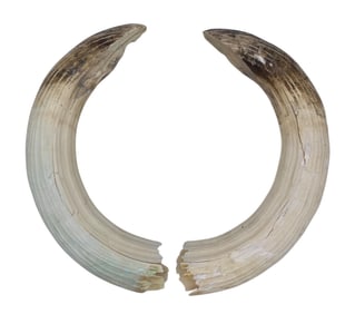 Large Pair of Natural Curved Teeth