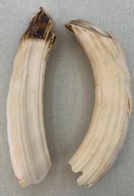 Large Pair of Natural Curved Teeth