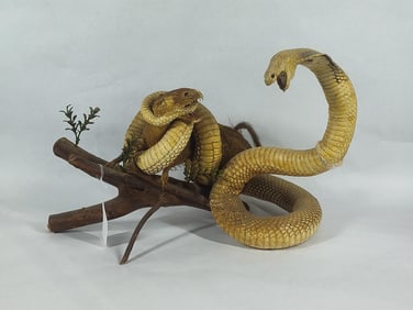 One of a Kind King Cobra & Weasel Taxidermy