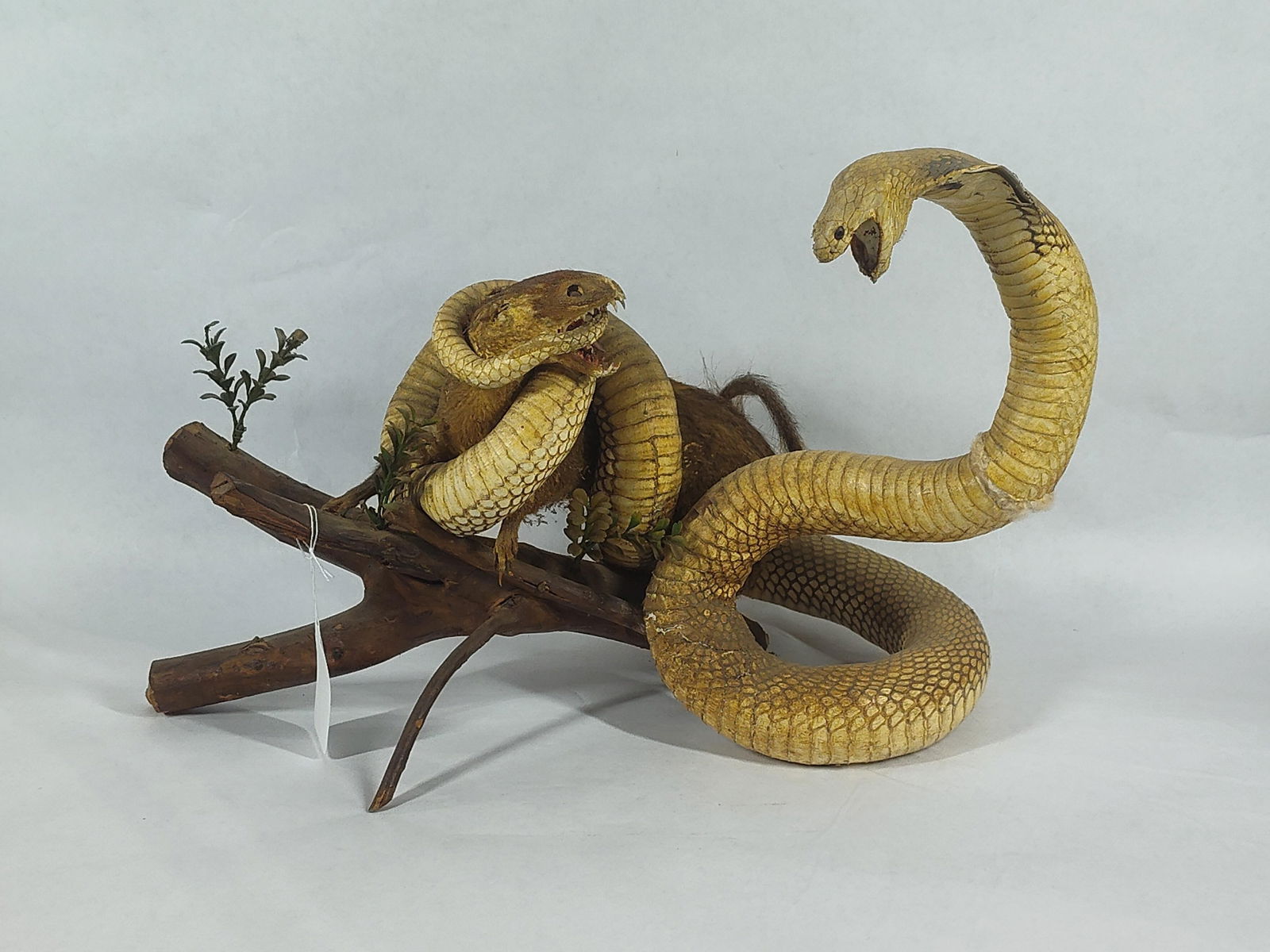 One of a Kind King Cobra & Weasel Taxidermy (1 of 7)