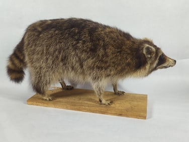 Taxidermy Ringtail Raccoon