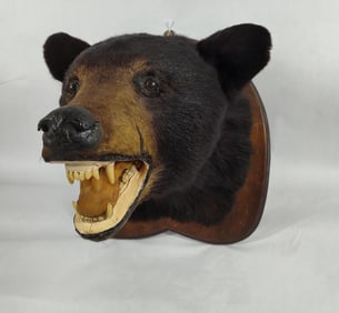 American Black Bear Taxidermy Head Mount
