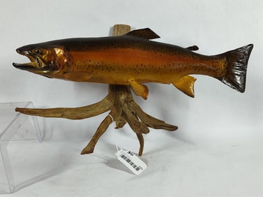 Rainbow Trout Mounted Fish