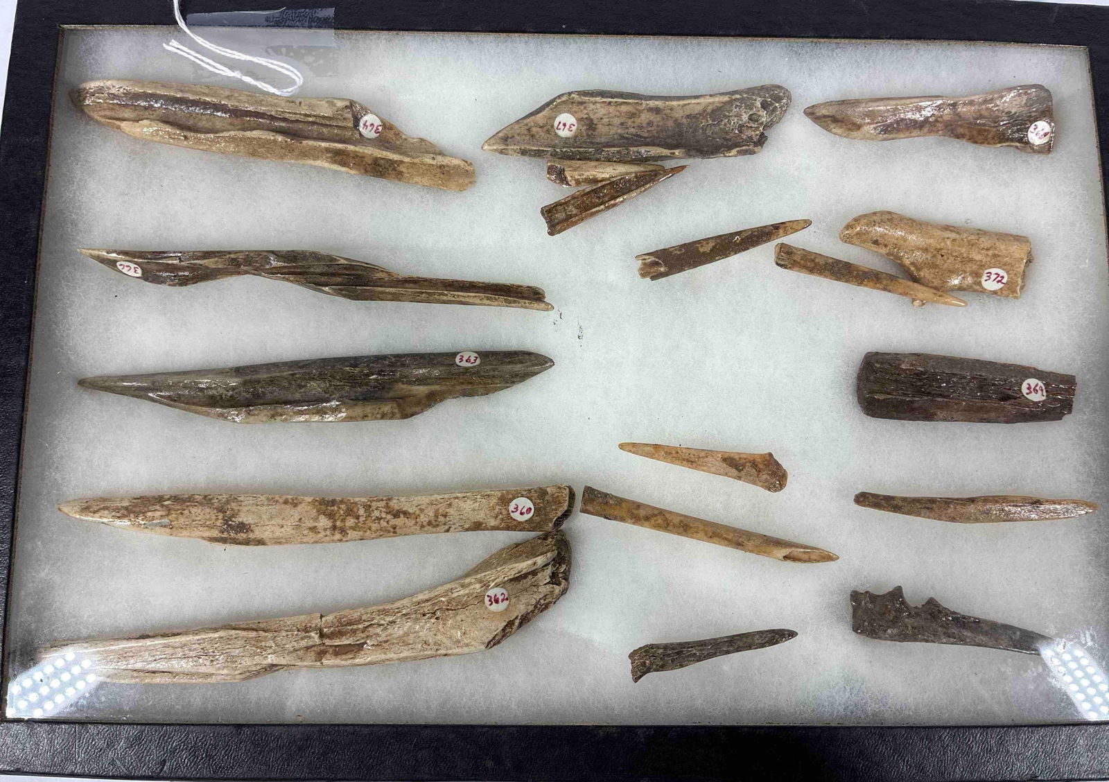 Found Bone and Early Tooling Artifacts: Origins unknown