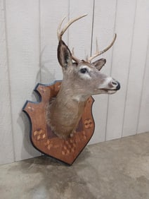 6 Point White Tail Mount on Inlaid Board