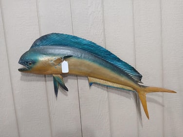 Mahi-Mahi Faux Wall Mount Fish