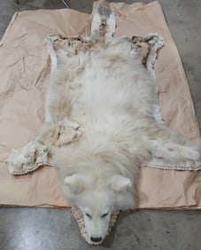 Samoyed/Great Pyrenees Memorial Taxidermy Pelt