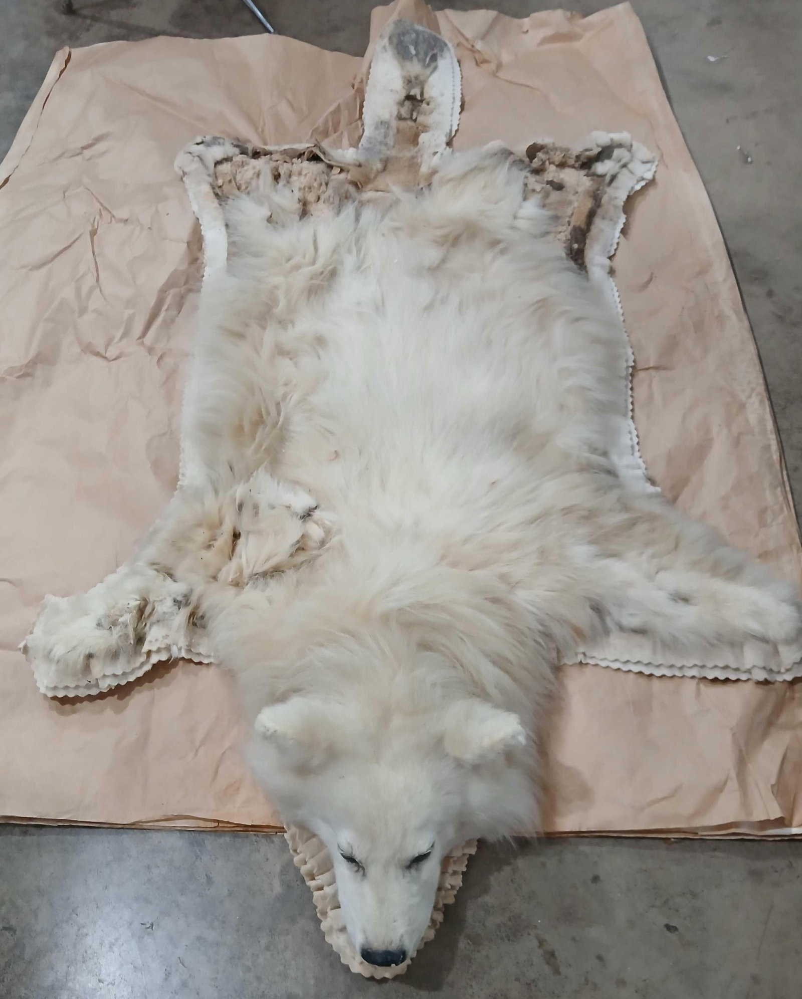 Samoyed/Great Pyrenees Memorial Taxidermy Pelt: Fur is in poor condition near back end. 