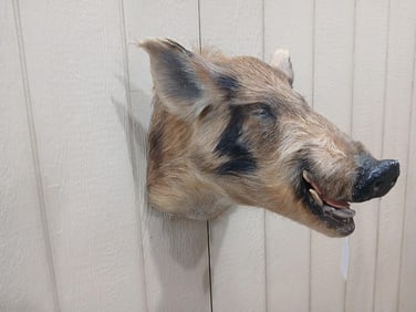 Boar Shoulder Mount