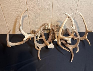 WHITE TAIL ANTLER SKULL CAPS