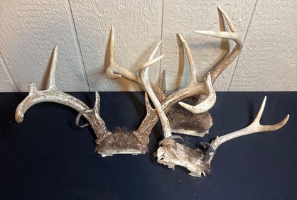 WHITE TAIL ANTLER SKULL CAPS