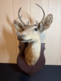 6 POINT WHITE TAIL DEER MOUNT