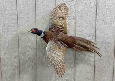 Taxidermy Pheasant Game Bird Full Flight Mount