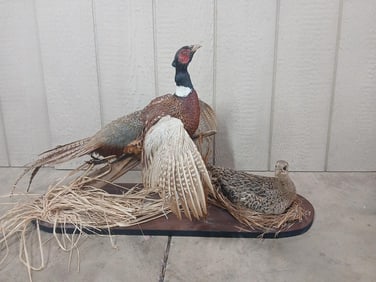 Ring Neck / Common Pheasant Taxidermy Mount