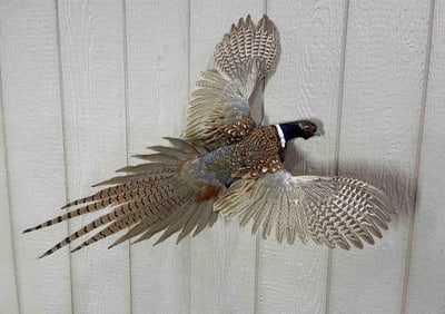 Taxidermy Red Necked Pheasant Game Bird Full Flight Mount