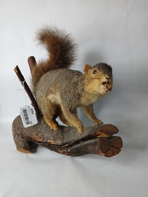Taxidermy Fox Squirrel Mount