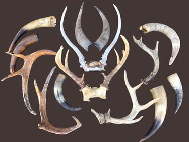 14 pc Huntsman Stag Antler, Steer/Cow and Ram Horns for Lodge, Hunting Cabin, Decor