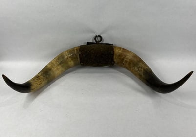 Bull Horns